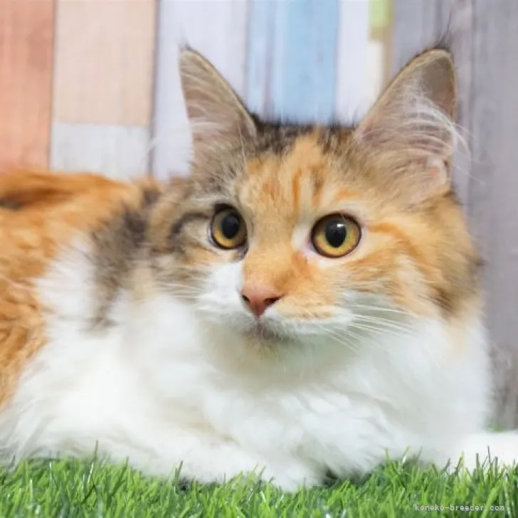 ID：2212-00481の子猫