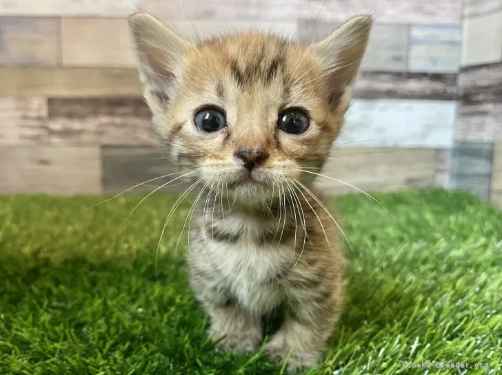 ID:2106-01820の子猫