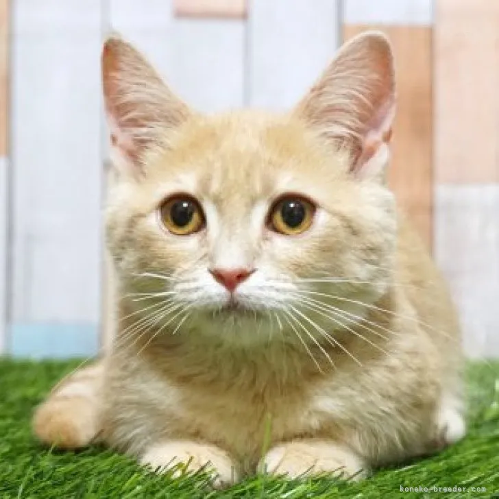 ID:2307-00934の子猫