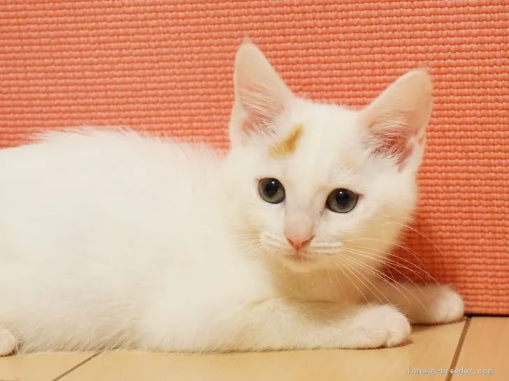 ID：2012-00191の子猫