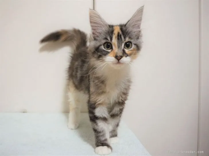 ID：2108-02548の子猫