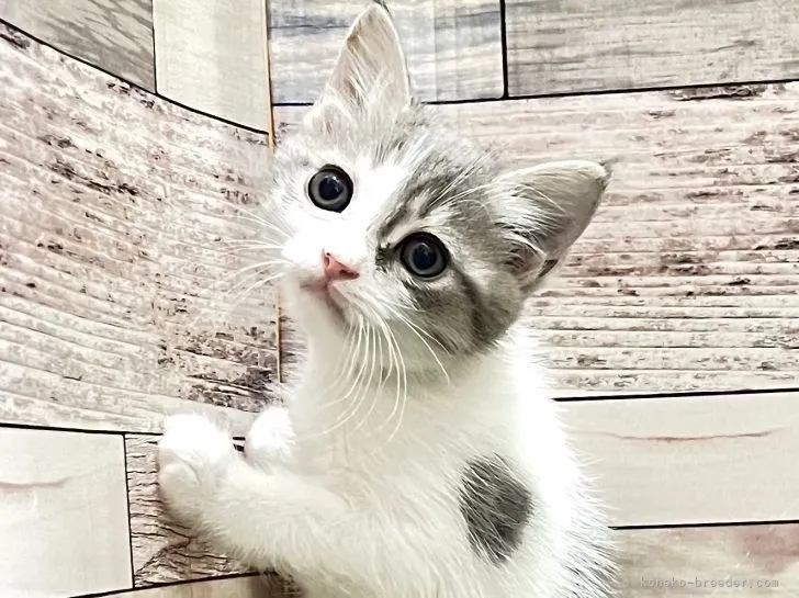 ID:2203-01971の子猫