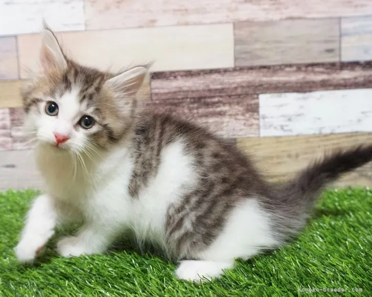ID:2109-02472の子猫