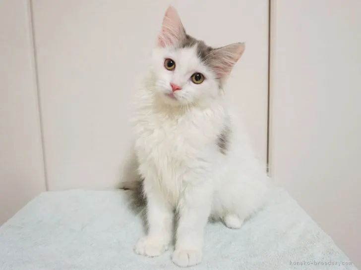 ID：2109-02474の子猫