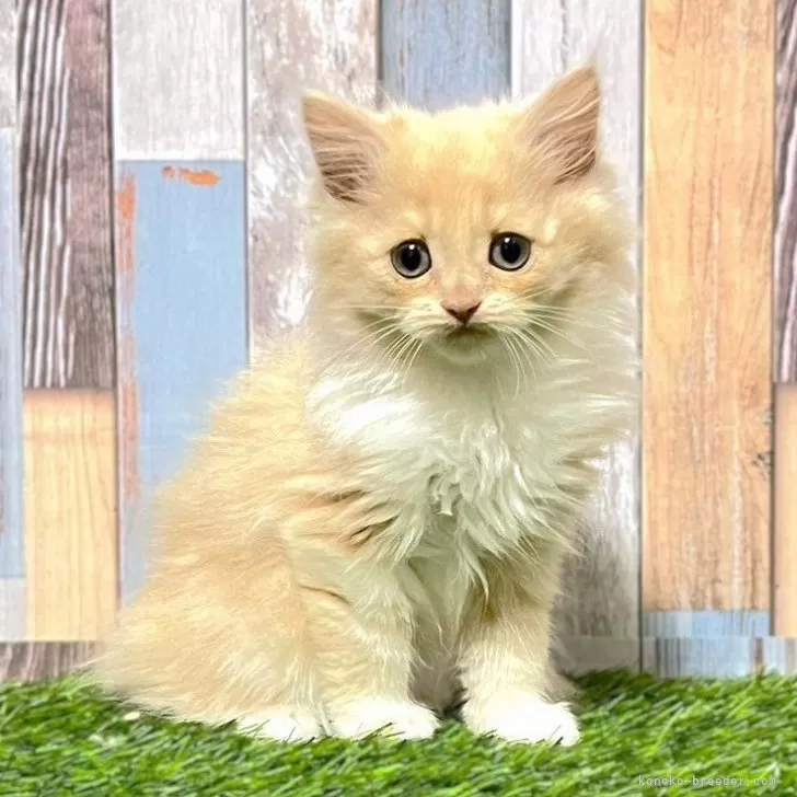 J•H 様のお迎えした子猫
