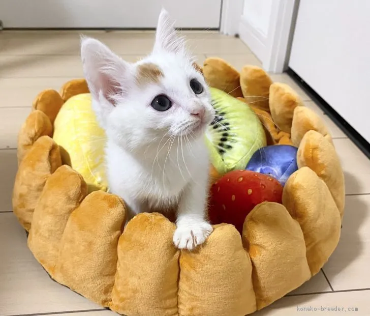 ID：2012-00193の子猫