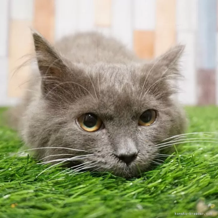 ID：2307-00925の子猫