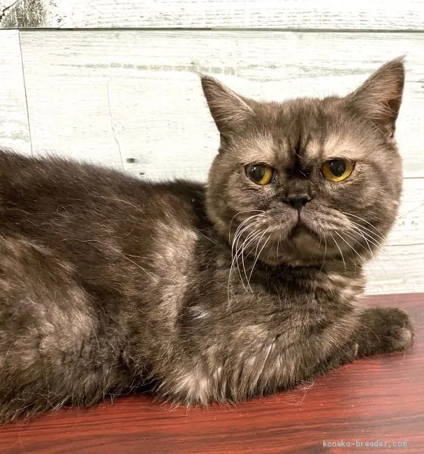ID：2009-01844の子猫