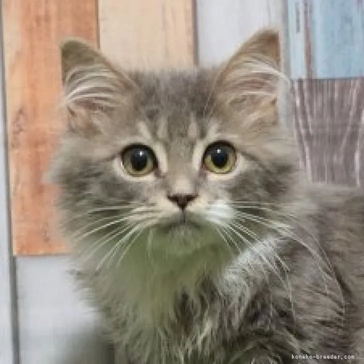 ID:2302-00736の子猫