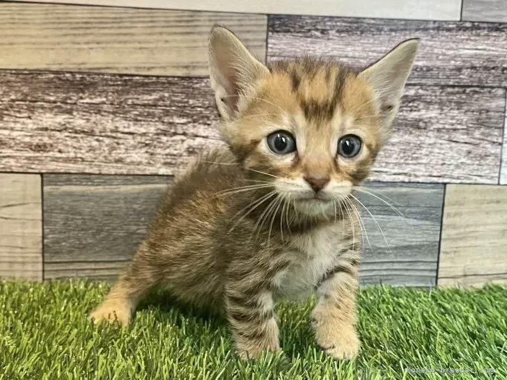 ID：2106-01818の子猫