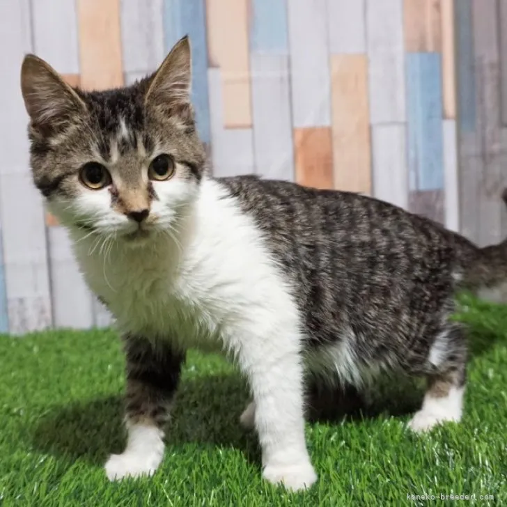 ID:2302-00734の子猫