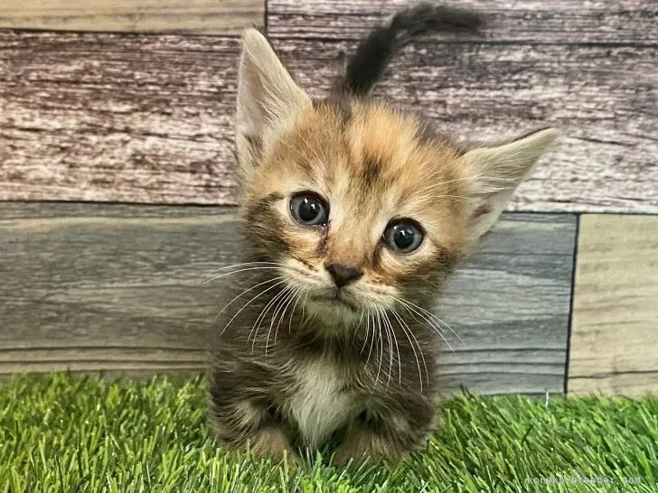 ID:2106-01819の子猫