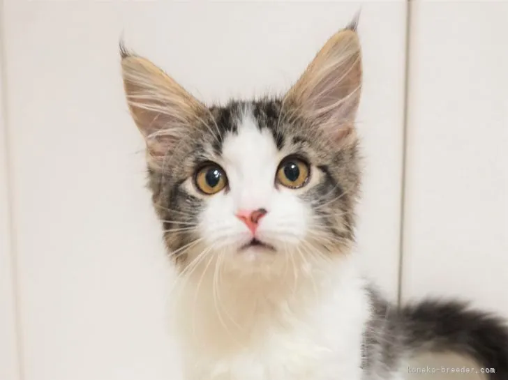 ID：2109-02473の子猫