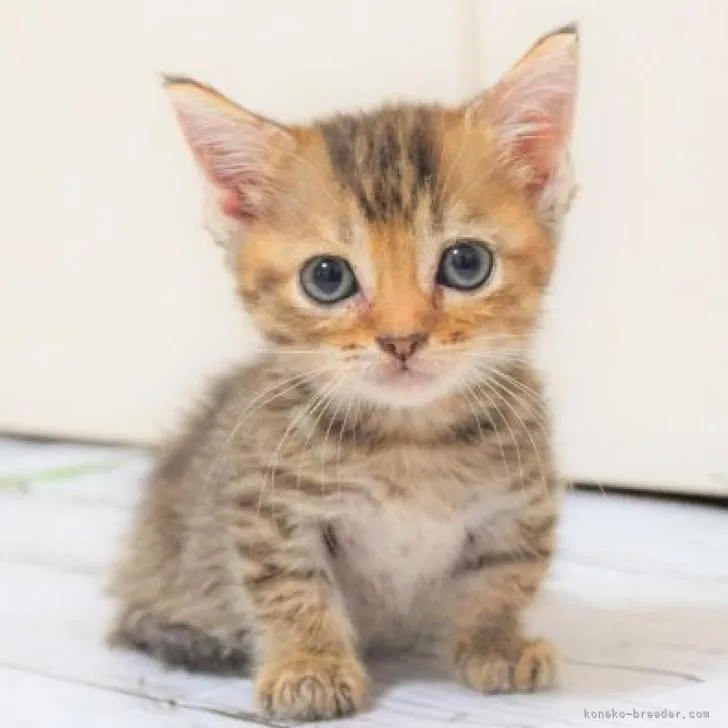 ID：2208-00690の子猫