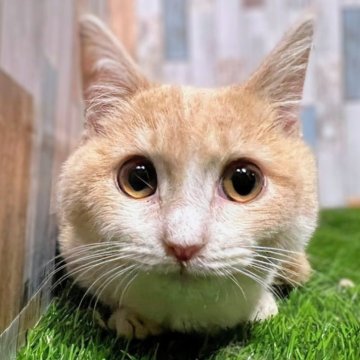 マンチカン(短足)【大阪府・男の子・2024年5月12日・クリームタビー&ホワイト】の写真「🎄　クリスマスセール開催中　🎅」