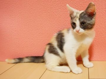 メインクーン×マンチカン【大阪府・女の子・2020年9月25日・キャリコ】の写真「♪♪お買い求め安く、お値下げしました♪♪」