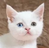 マンチカン(長足)【大阪府・男の子・2024年3月14日・ホワイト】の写真1