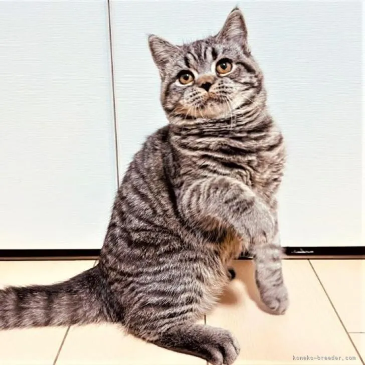 ID:2202-00174の子猫
