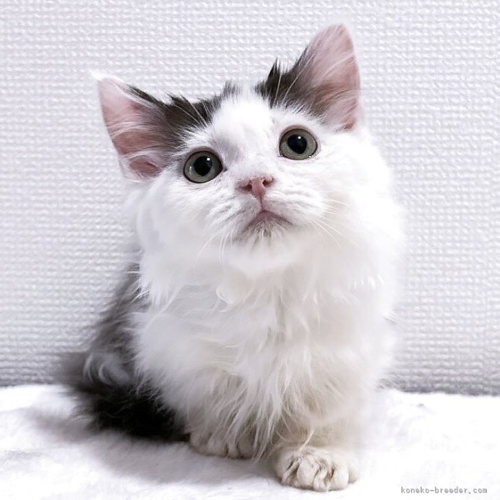 ブリーダー画像