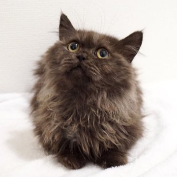ミヌエット(短足)【大阪府・男の子・2025年1月23日・ブラックスモーク】の写真「😸　甘えた短足男の子♪　😸」