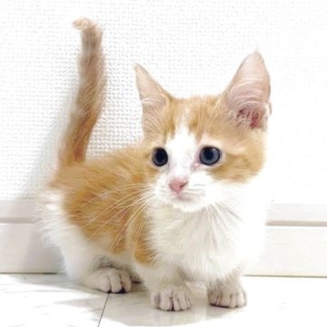 マンチカン(短足)【大阪府・男の子・2025年1月20日・レッドタビー&ホワイト】の写真「😸　可愛い短足男の子です♪　😸」
