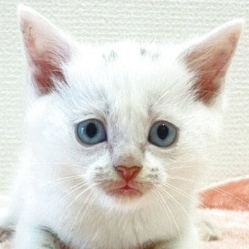 ミヌエット(長足)【大阪府・男の子・2025年6月22日・ホワイト】の写真「😸　ブルーアイが綺麗なホワイトの男の子　😸」