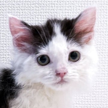 マンチカン(短足)【大阪府・男の子・2025年6月7日・ブラック&ホワイト（ロングヘア）】の写真「😸　くりっとお目々の長毛短足君♪　😸」