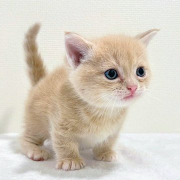 マンチカン(短足)【大阪府・男の子・2025年6月2日・クリームタビー】の写真「😸　可愛い短足男の子です♪　😸」
