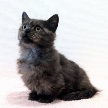 ミヌエット(短足)【大阪府・男の子・2025年1月23日・ブラックスモーク】の写真「😸　サマーセール実施中♪　😸」
