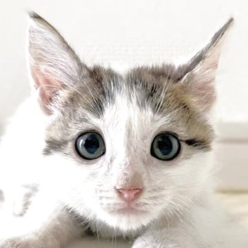 マンチカン(長足)【大阪府・男の子・2025年1月20日・ブラウンタビー&ホワイト】の写真「😸　甘えたな男の子です♪　😸」