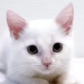 マンチカン(長足)
