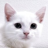 マンチカン(長足)