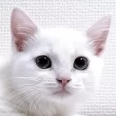 マンチカン(長足)