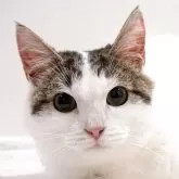 マンチカン(長足)