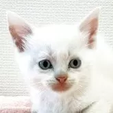 ミヌエット(長足)