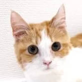 マンチカン(短足)