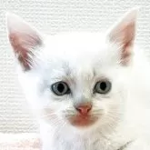ミヌエット(長足)