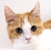 マンチカン(短足)