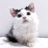 マンチカン(短足)