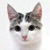 マンチカン(長足)