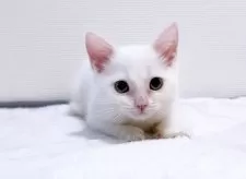 マンチカン(長足)【大阪府・男の子・2025年6月7日・ホワイト】の写真3