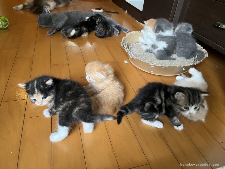 異母猫達と、仲良くのびのび育ちます。｜上田　千鶴(うえだ　ちづる)ブリーダー(東京都・スコティッシュフォールドなど・ZCC/一般社団法人全国キャットクラブ登録)の紹介写真7