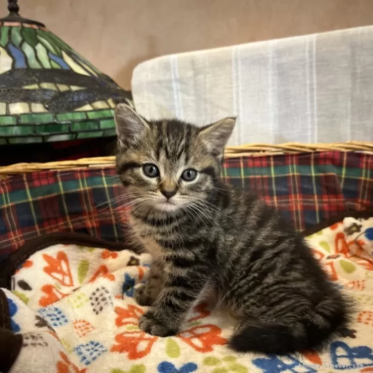 ID：2407-00260の子猫