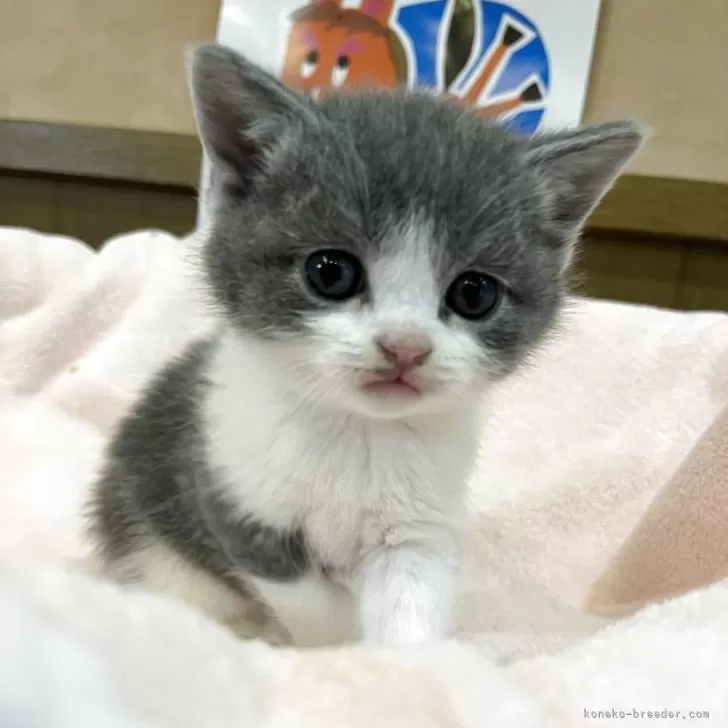 ID：2601-00276の子猫