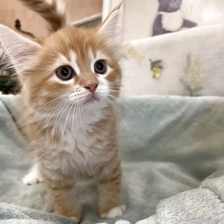 H.S 様のお迎えした子猫