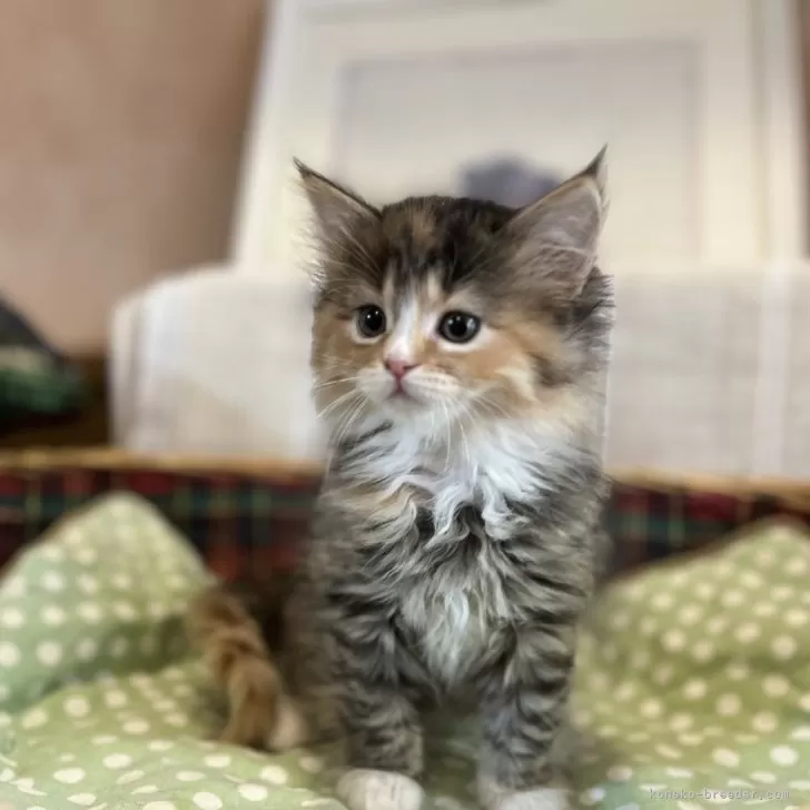 スコティッシュフォールド(立ち耳)【東京都・女の子・2024年12月5日・キャリコ】の写真1「ご飯も食べてくれますが傍に来るのが大好きな甘えたさん。」