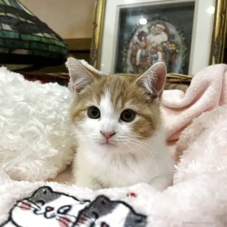 ID：2511-01321の子猫