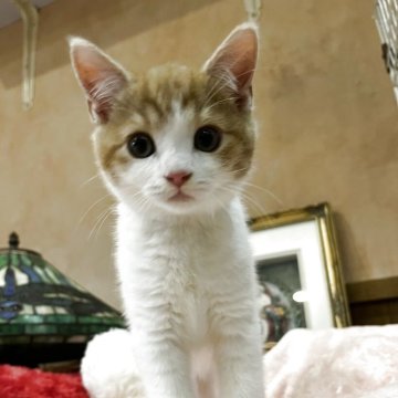 スコティッシュフォールド(立ち耳)【東京都・男の子・2025年9月1日・レッドタビー&ホワイト】の写真「可愛い綺麗なお顔立ち。
懐っこい気質です。」