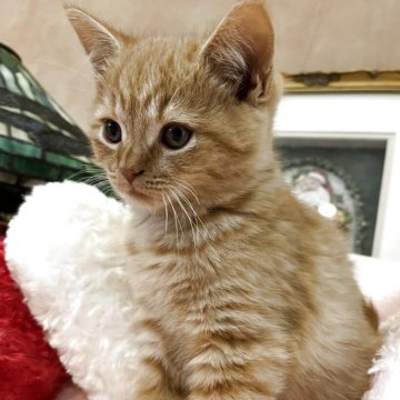 スコティッシュフォールド(立ち耳)【東京都・男の子・2025年9月1日・レッドタビー】の写真「可愛い愛らしいお顔立ち。
懐っこい茶トラさん。」