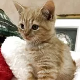 スコティッシュフォールド(立ち耳)